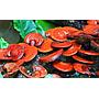 Hongo Reishi 590 mg